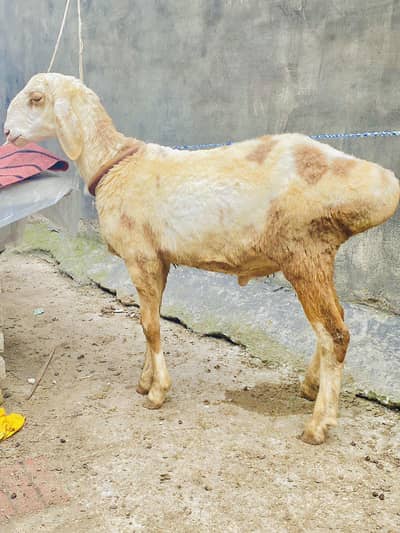 Dumba For Qurbani