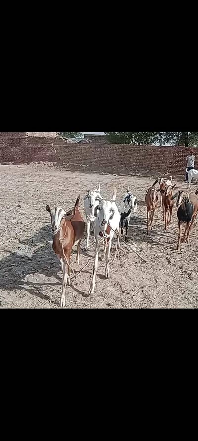 Quebani 2026 Desi bakray