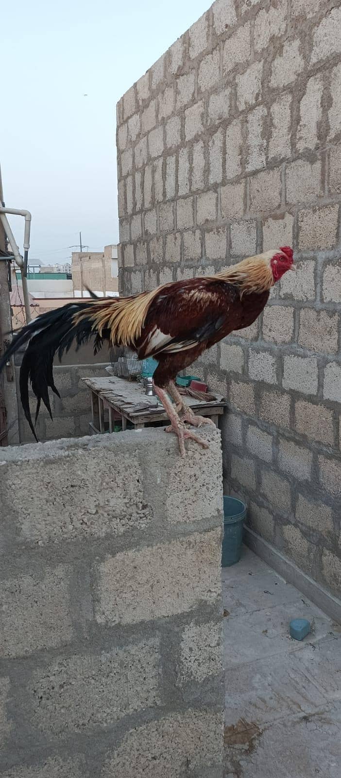 lal java aseel 0