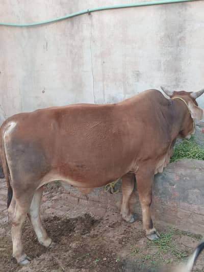 Bull for Qurbani 2026