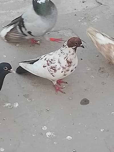 pishori pair and male