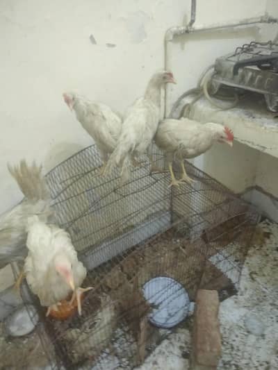 Farmi chicks