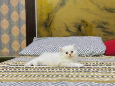 Persian cat for sale my WhatsApp number 0329-70-46-121