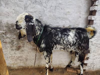 Makhi Cheeni Male goat For Qurbani Bakra