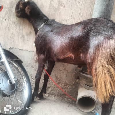 bakra for sale. 03214601470