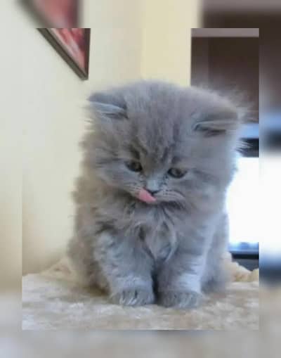 Persian breed cats and kittens for sale Cash on delivery available