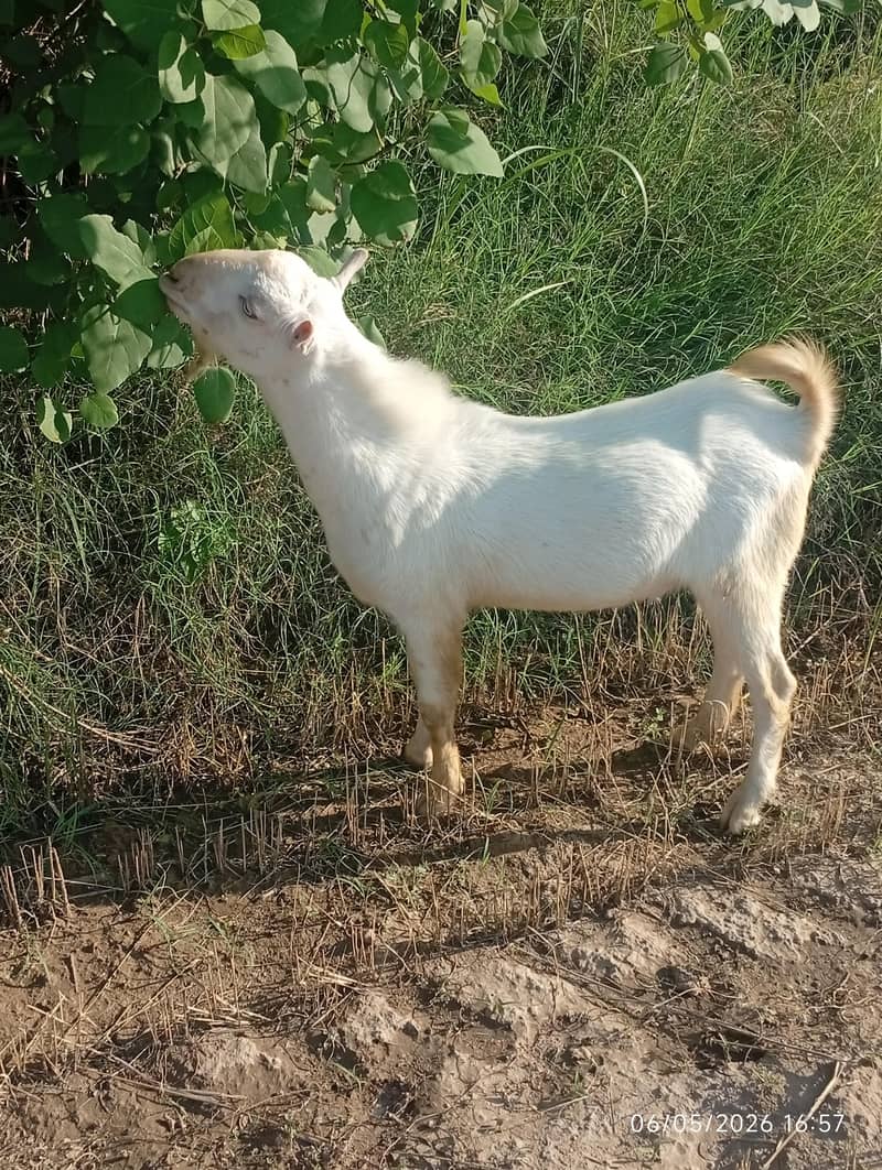 رشین تیڈا 0