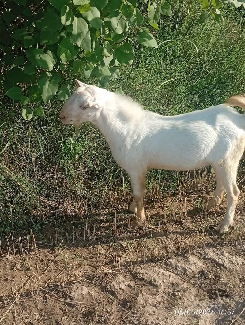رشین تیڈا 1