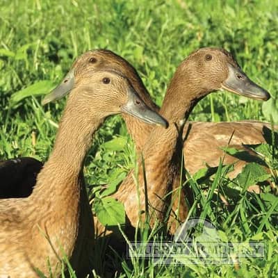 Khaki camel 2 month Ducks