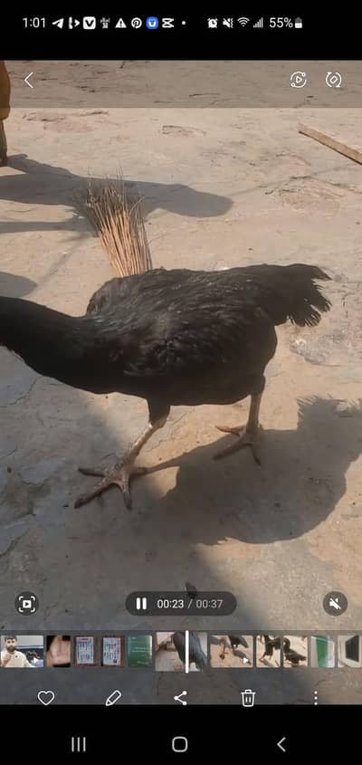 aseel murgi thai corass