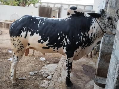 fatehjangi bull