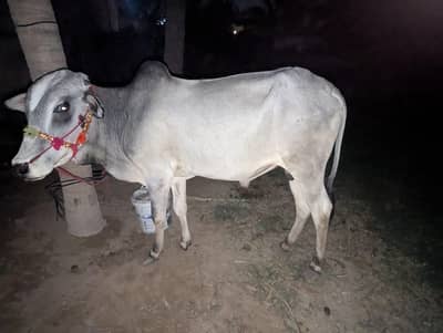 2daant bachra  qurbani