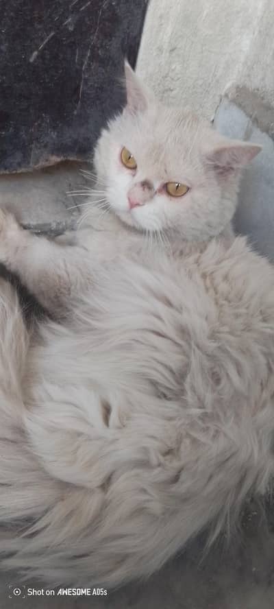 Persian white homesick male cat