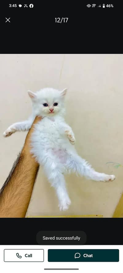 Persian cat for sale my WhatsApp number 0329-70-46-121