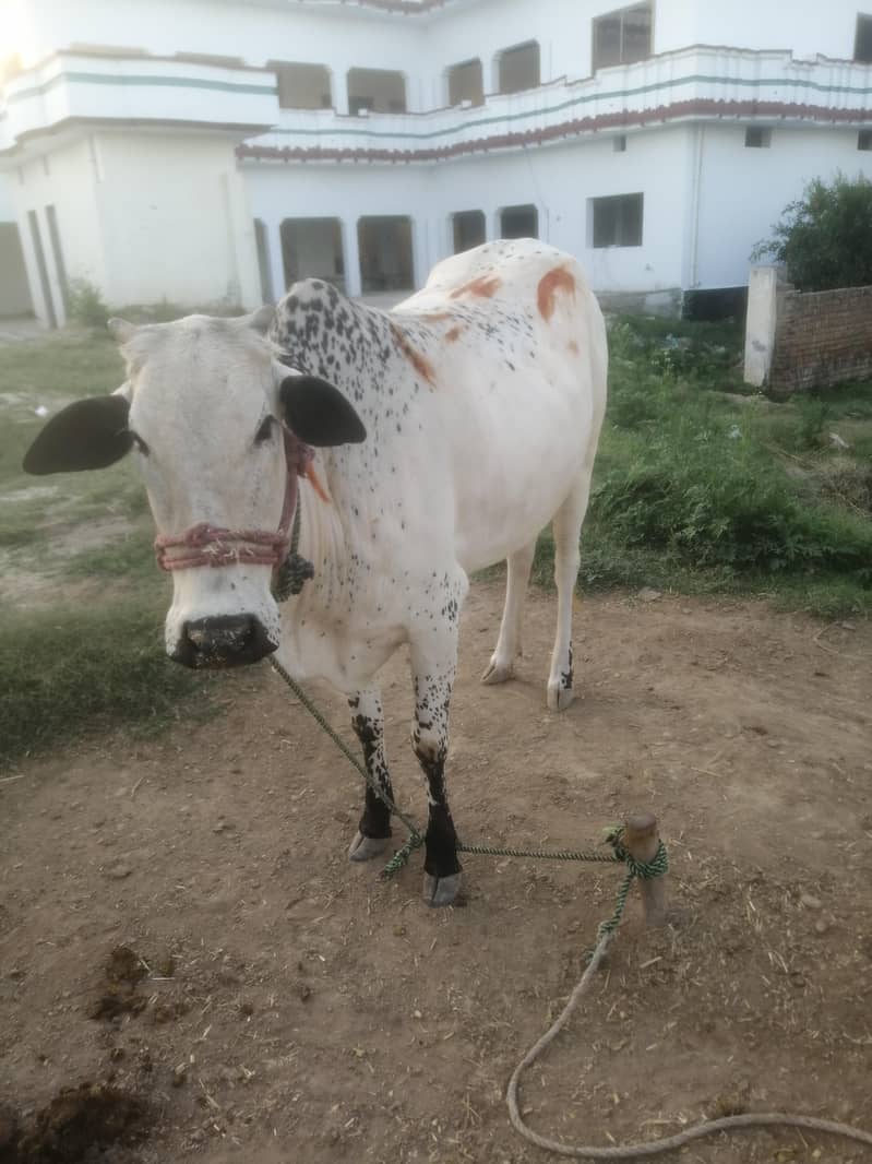 vhari 1