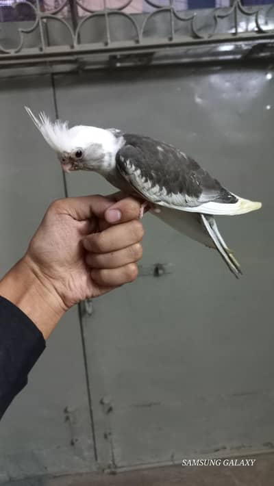 top Quality cocktails Hand feed Chicks  near to self  white face
