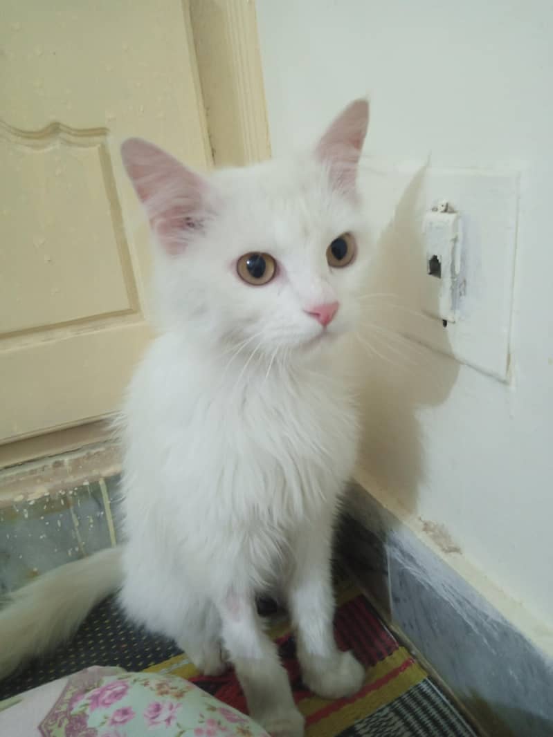 Persian cat 0