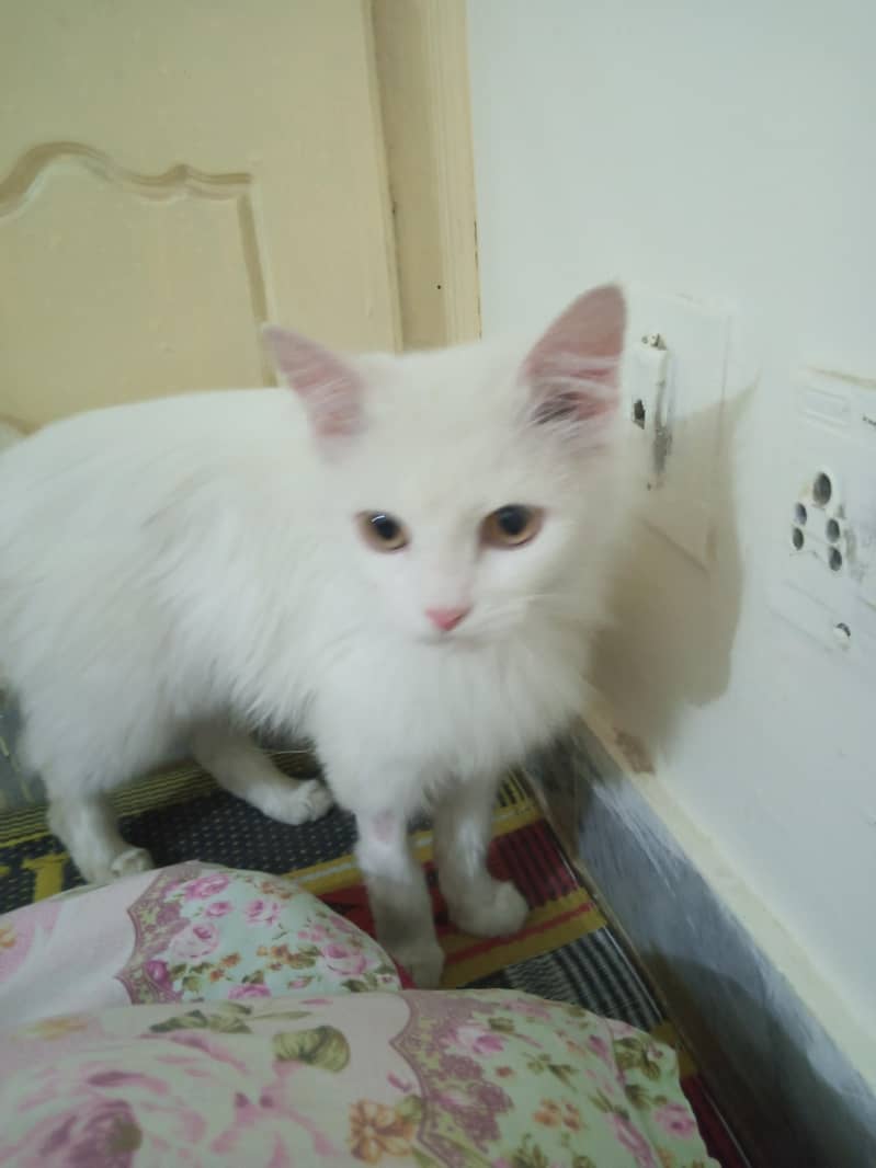 Persian cat 1