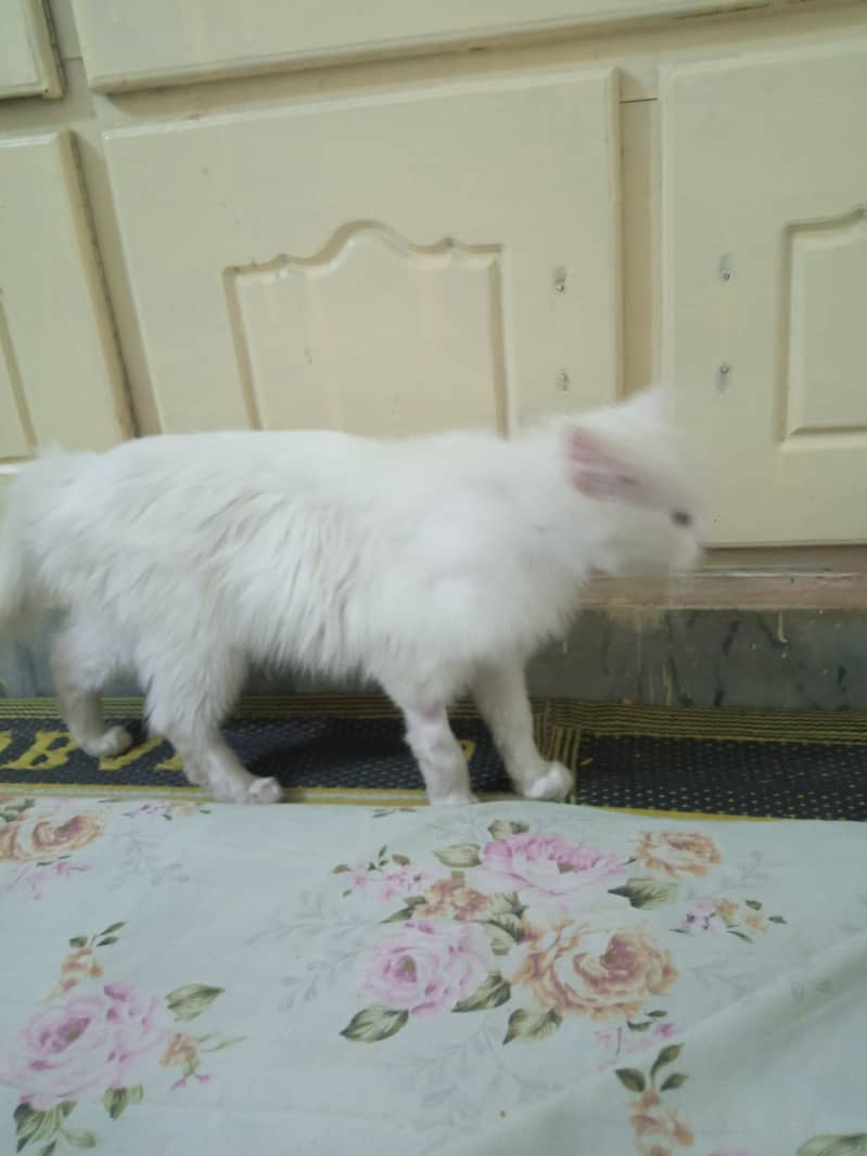 Persian cat 2