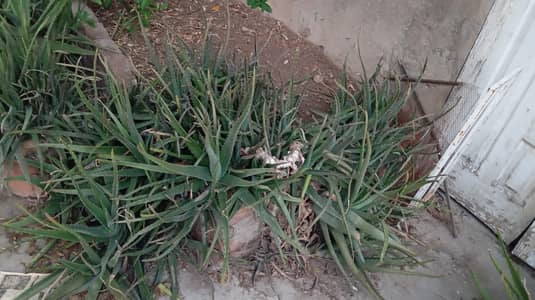 alovera plant