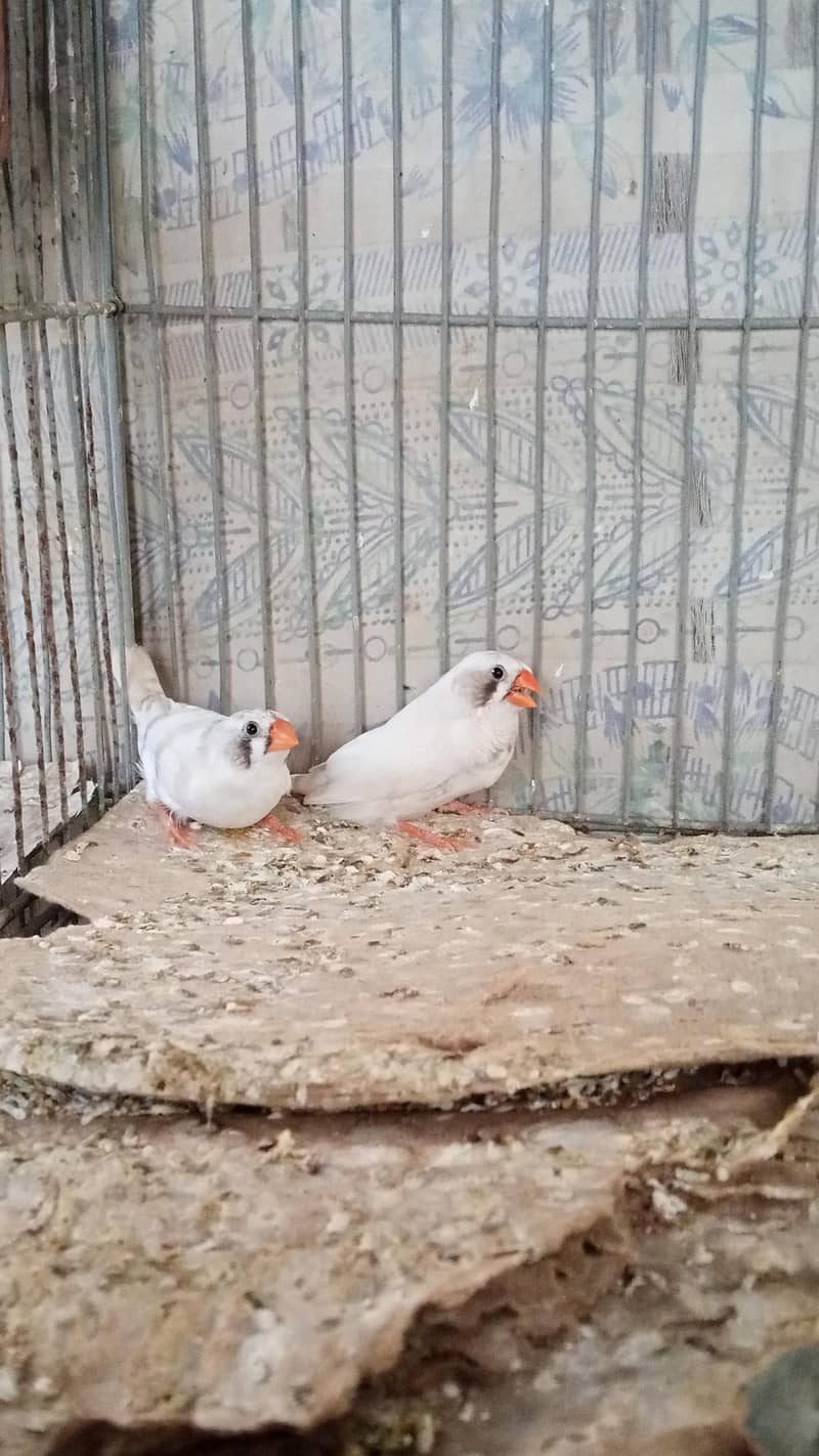 finhes pair & java available +cage 0