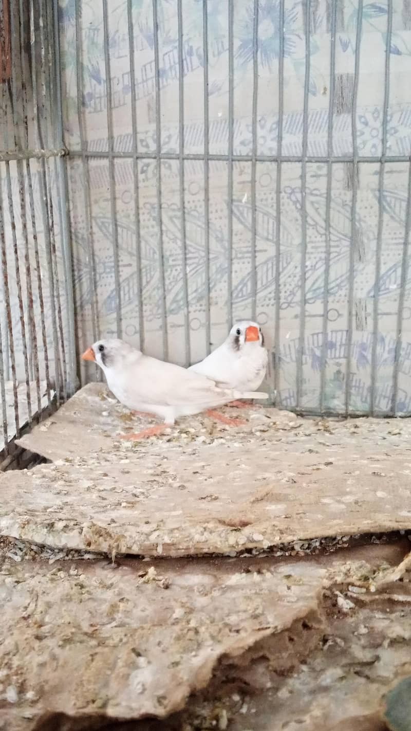 finhes pair & java available +cage 1