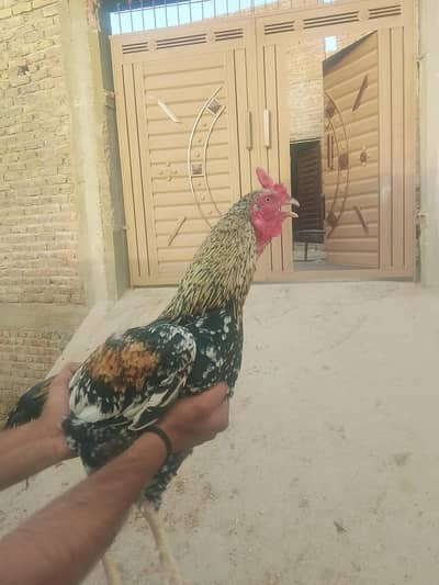 Aseel Sindhi murgha