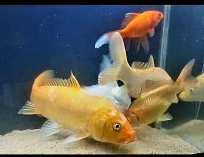 big fish pair 100% healthy