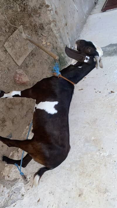 Goat for sale