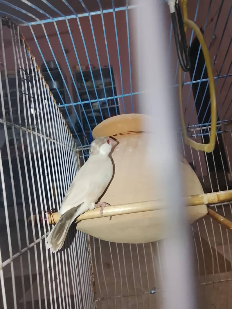 Fawn Java Male 5