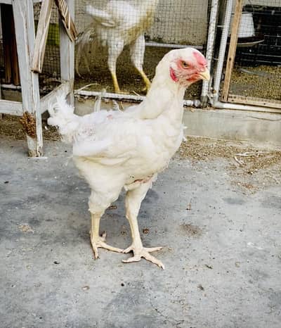 Qandhari White High Quality For Sale