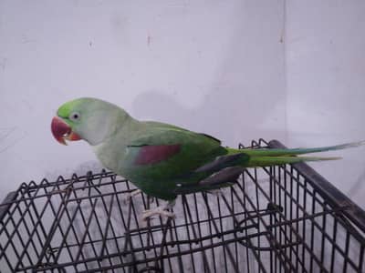 raw parrot full active 03213138881 sale
