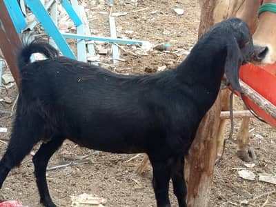 دودانت