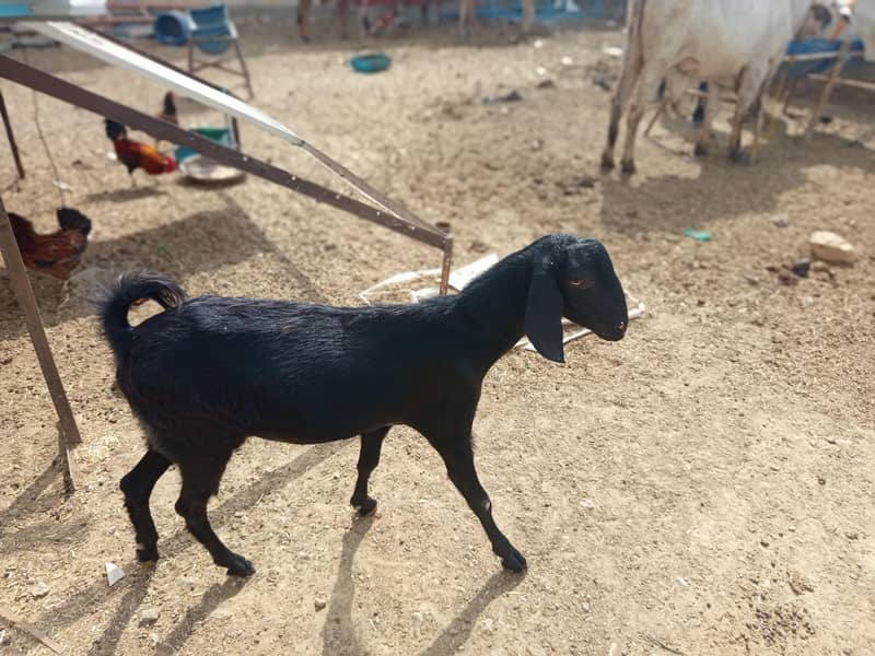 دودانت 1