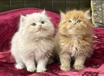 Persian kittens triple coat pair for sale contact whatsap 03224986210