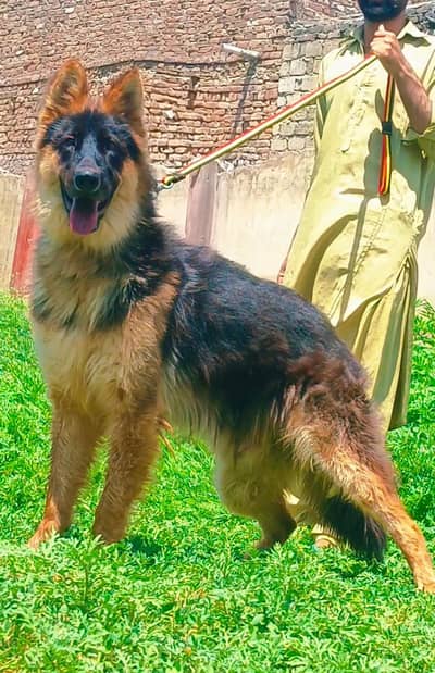German Shepherd Dog | Long Coat German Shepherd | GSD | Dog For Sale