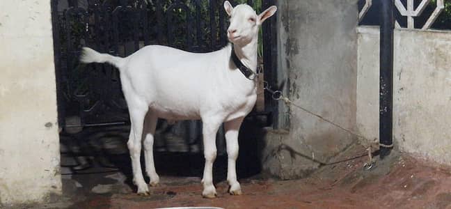 pure tedda male fresh 2 dant