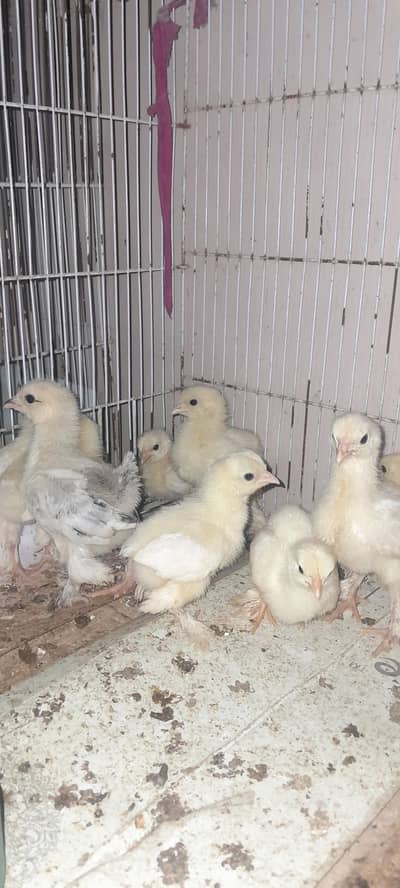 Brahma chicks for sell