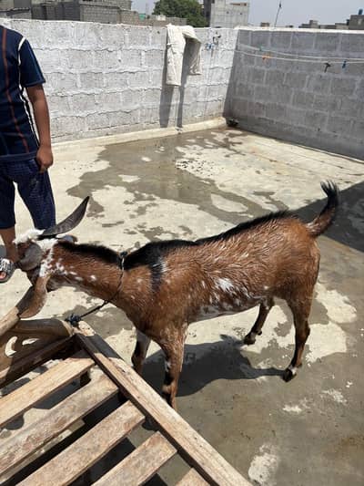 Bakra domba