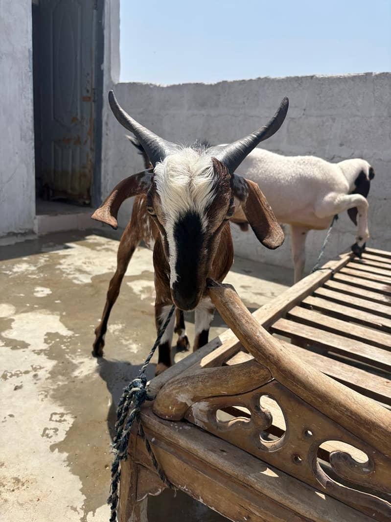 Bakra domba 1