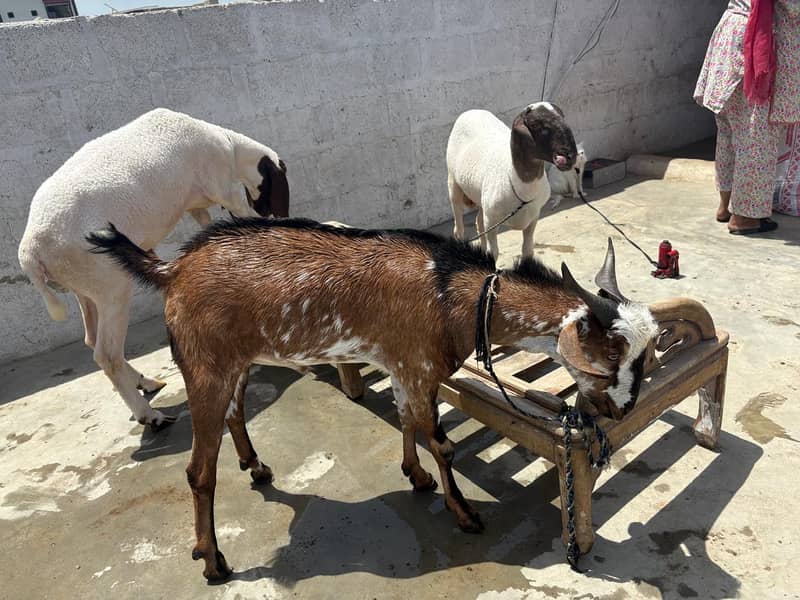 Bakra domba 2
