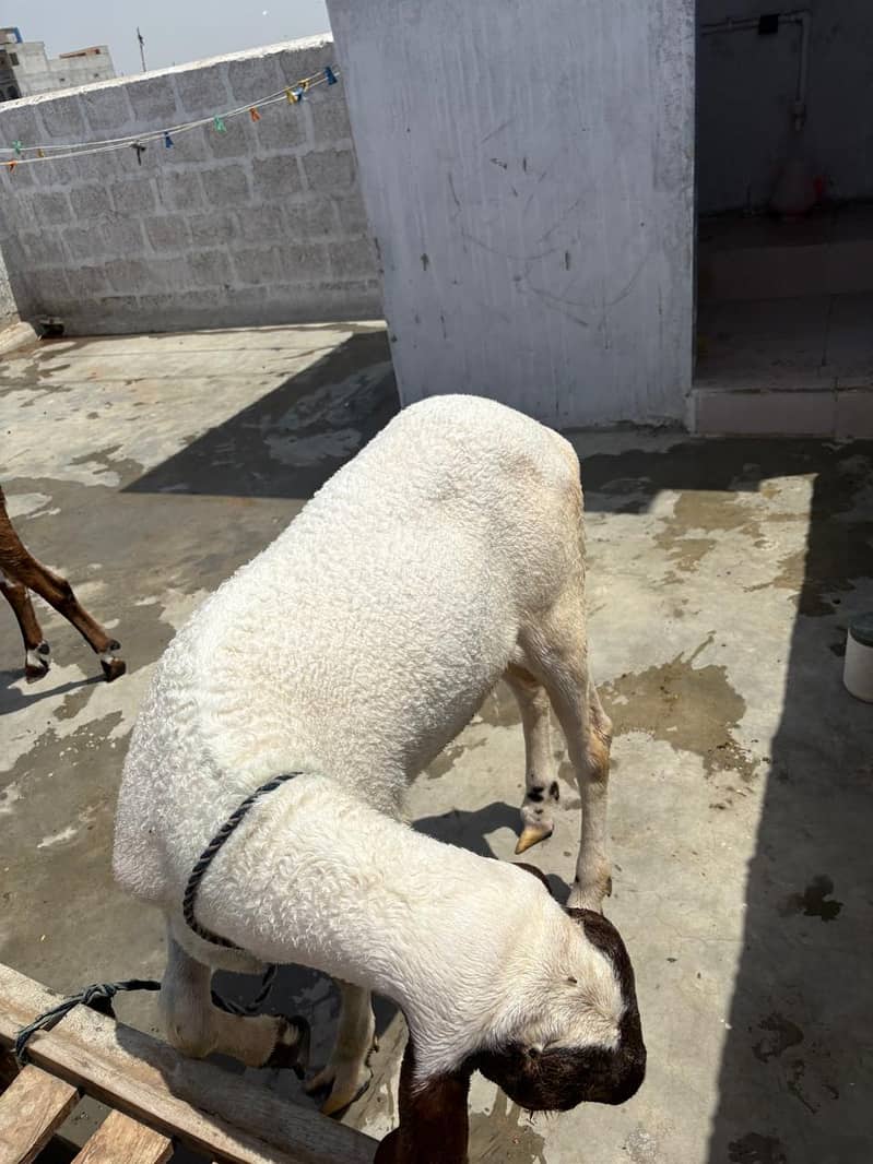 Bakra domba 3
