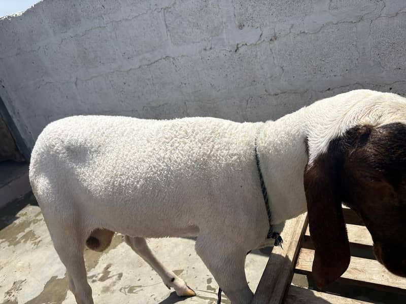 Bakra domba 4
