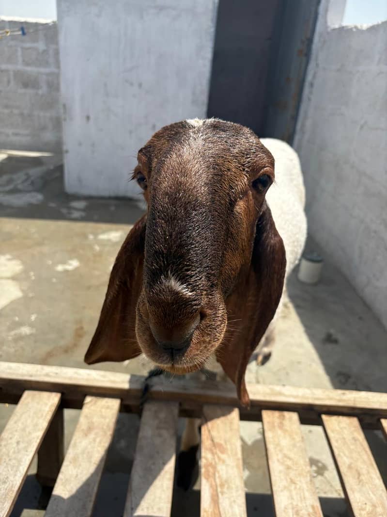 Bakra domba 5