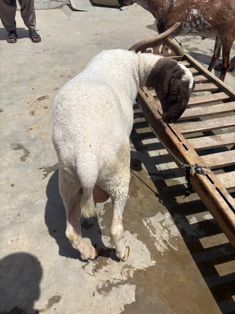 Bakra domba 6