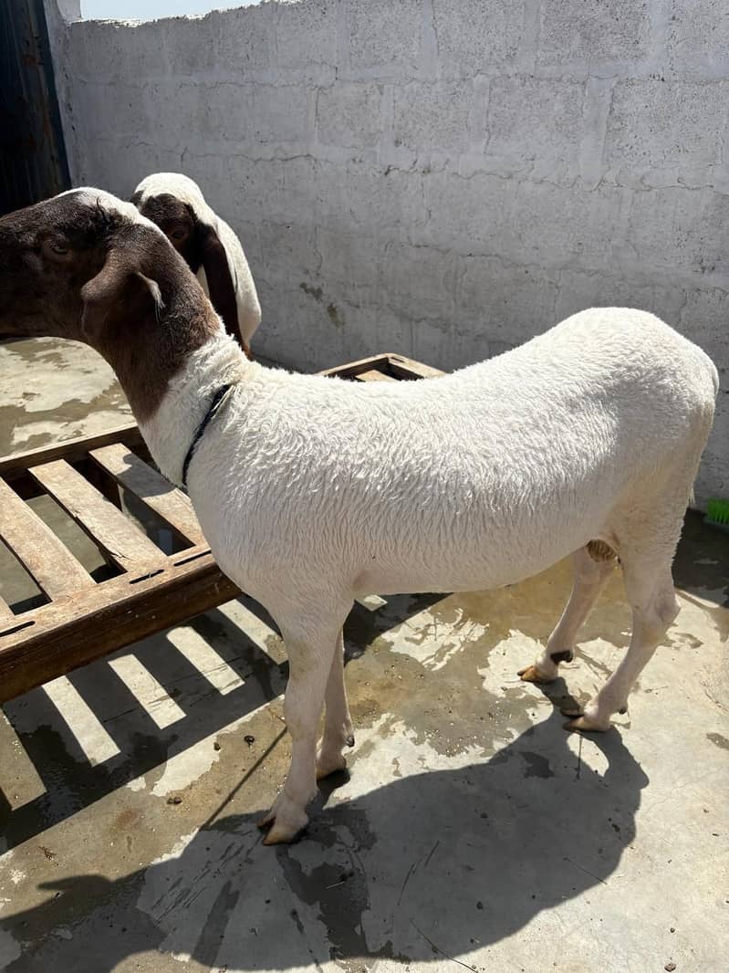 Bakra domba 7