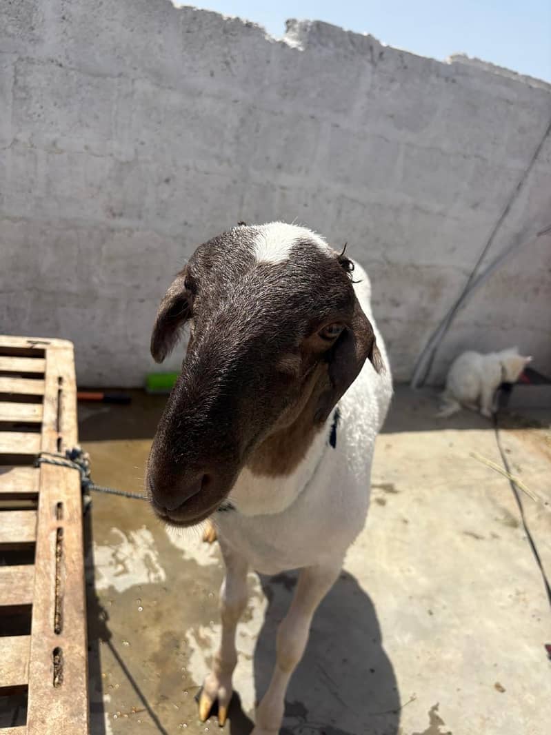 Bakra domba 8