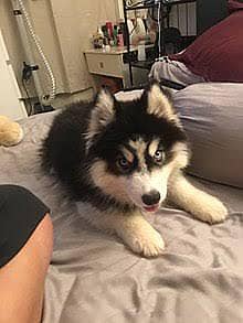 imported Siberian husky