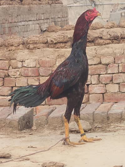 Pakistani pakt