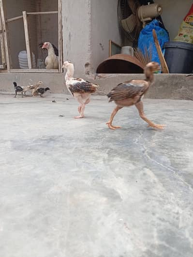 aseel chicks